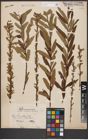 Foto von Salix aurita L. x Salix purpurea L. x Salix viminalis L.